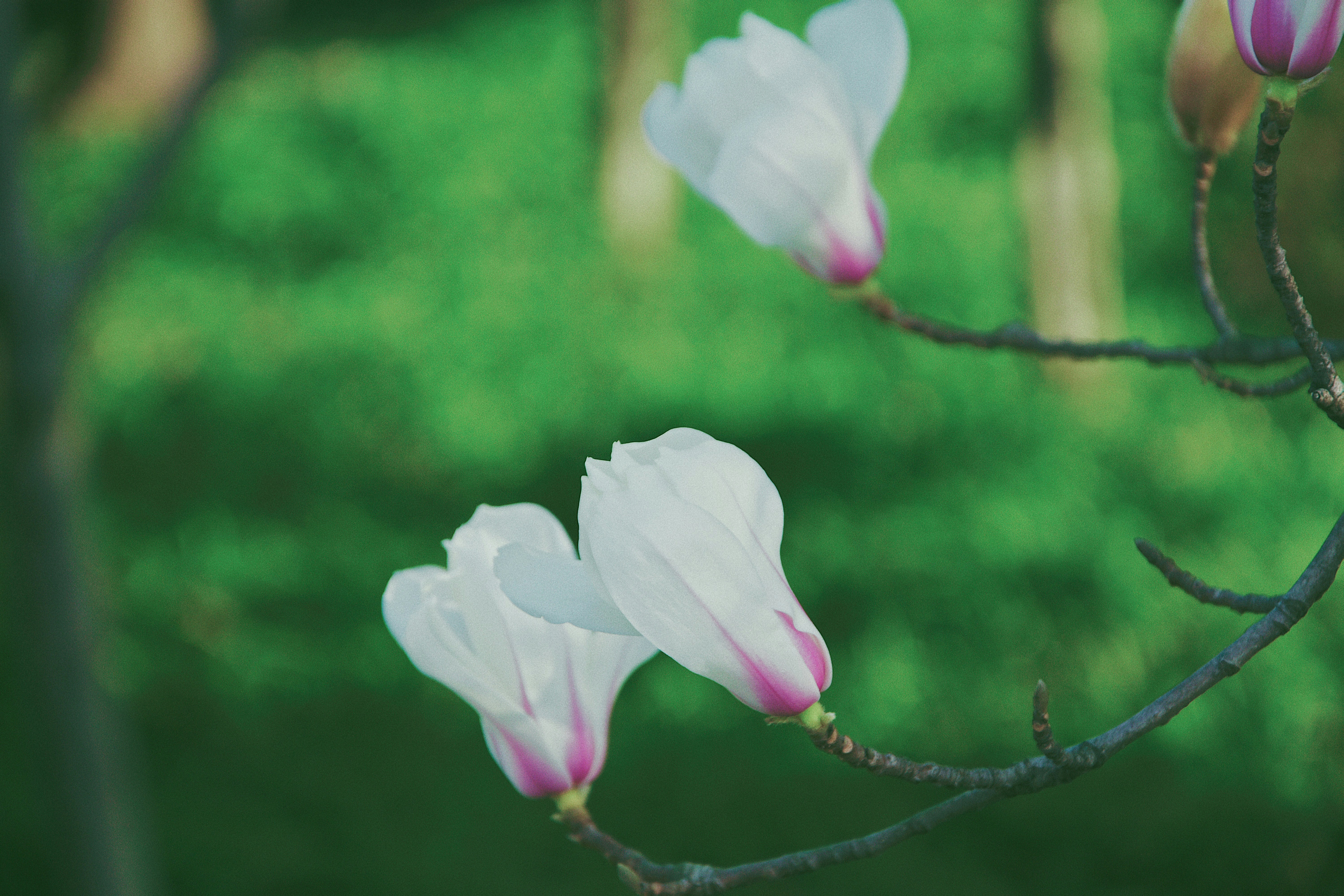 Photo by jizhidexiaohailang