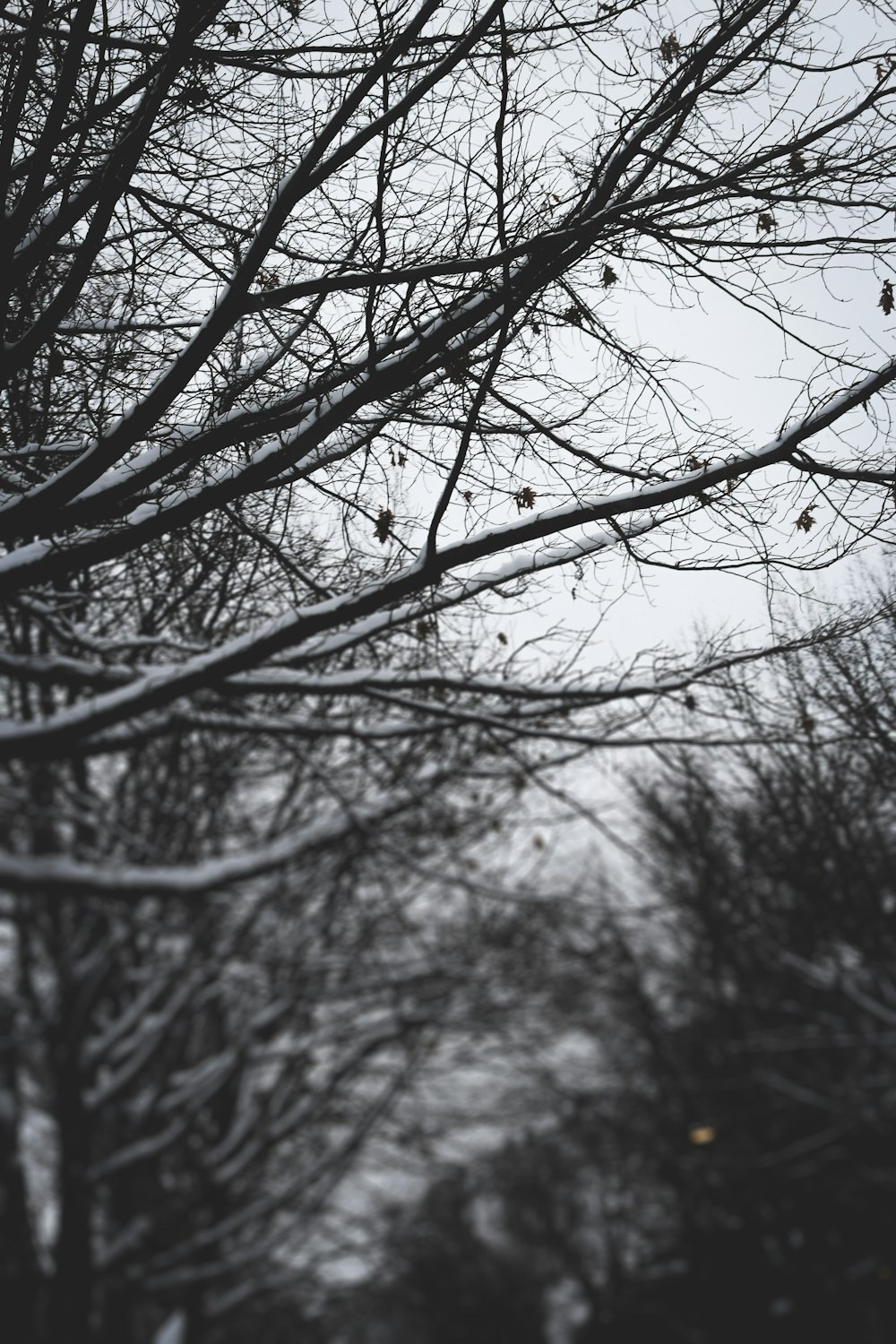 leafless tree with water droplets