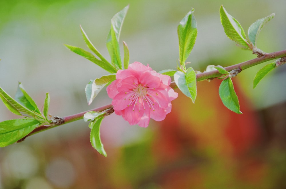 pink flower in tilt shift lens