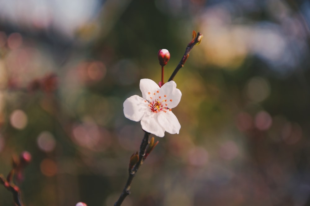 Fleur de cerisier blanc en fleurs pendant la journée