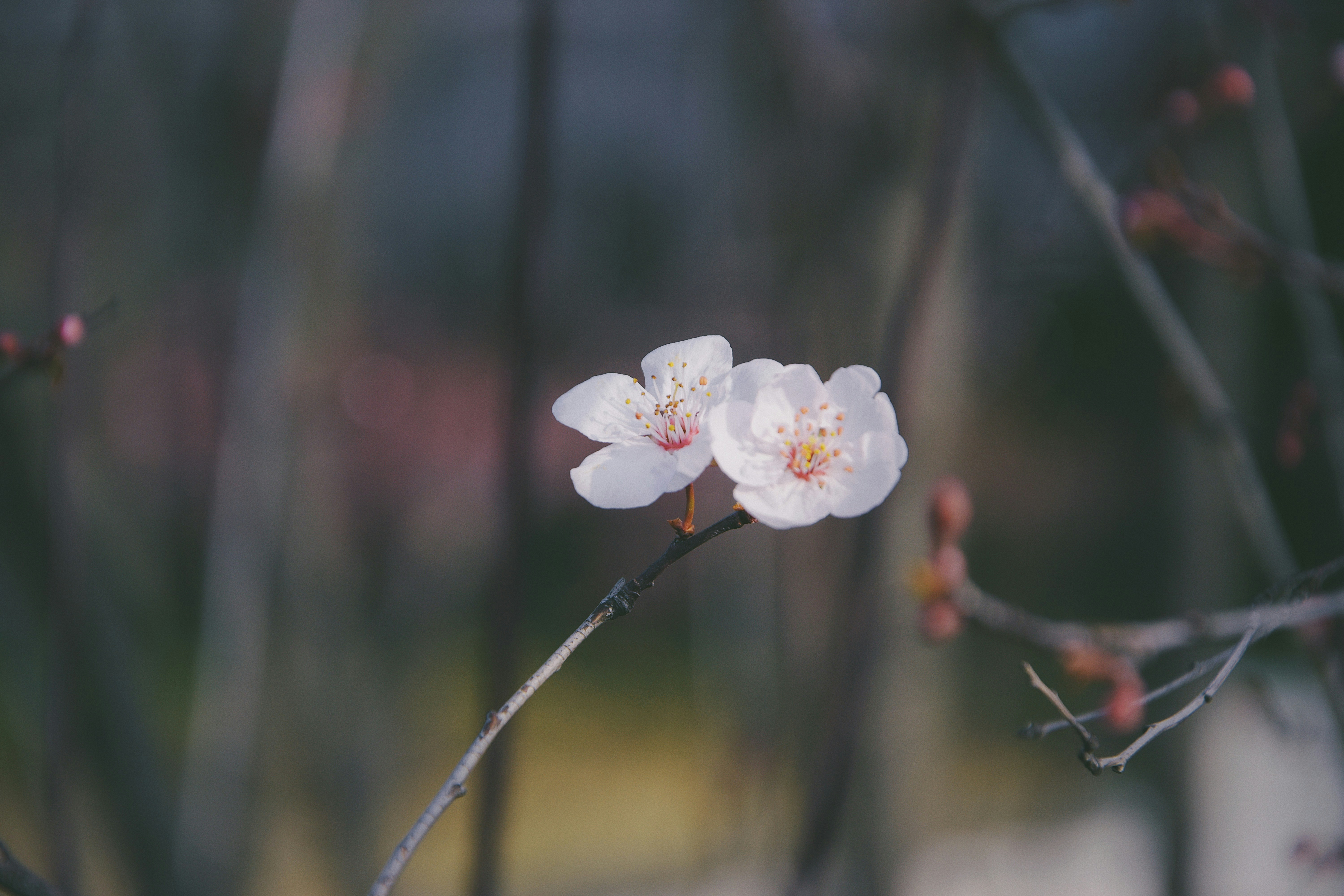 Photo by jizhidexiaohailang