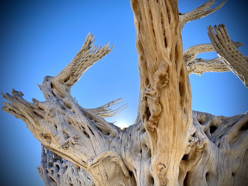 brown tree trunk under blue sky during daytime