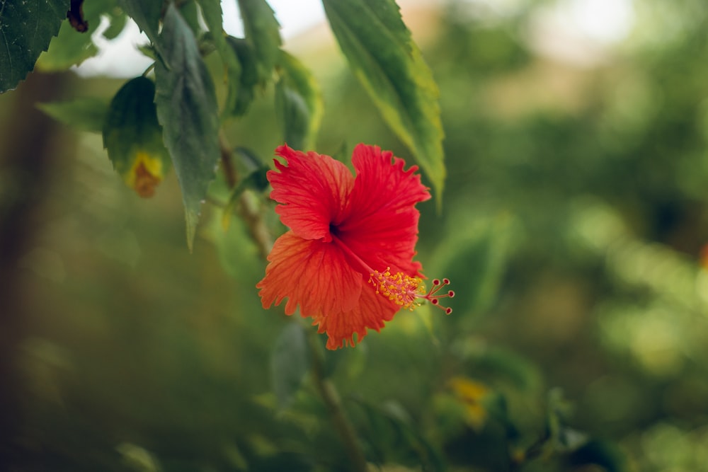 red hibiscus in bloom during daytime