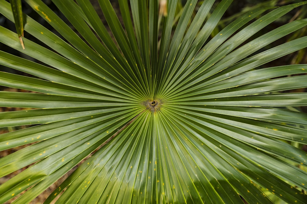 green leaf plant in close up photography