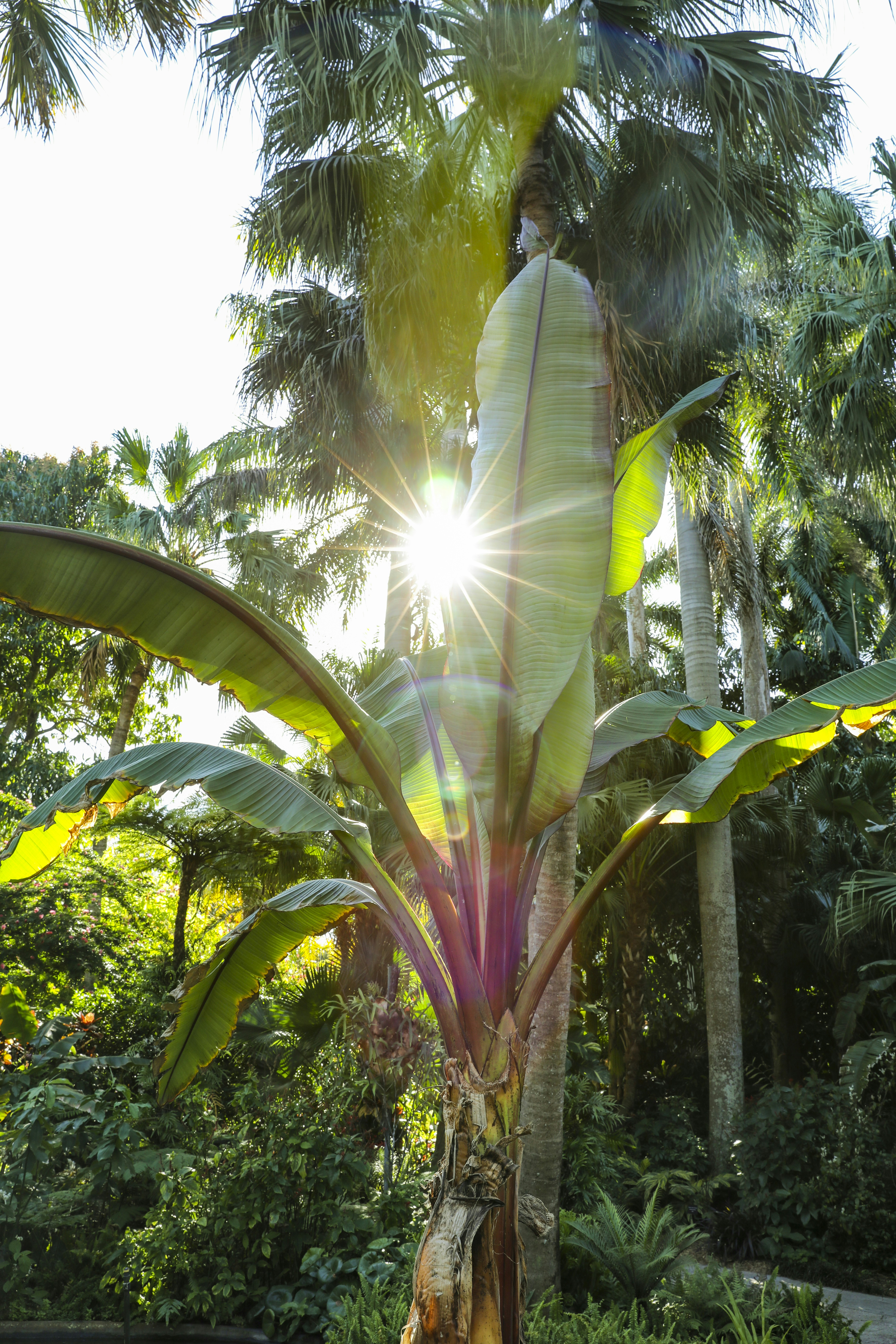 550+ Banana Tree Pictures | Download Free Images on Unsplash