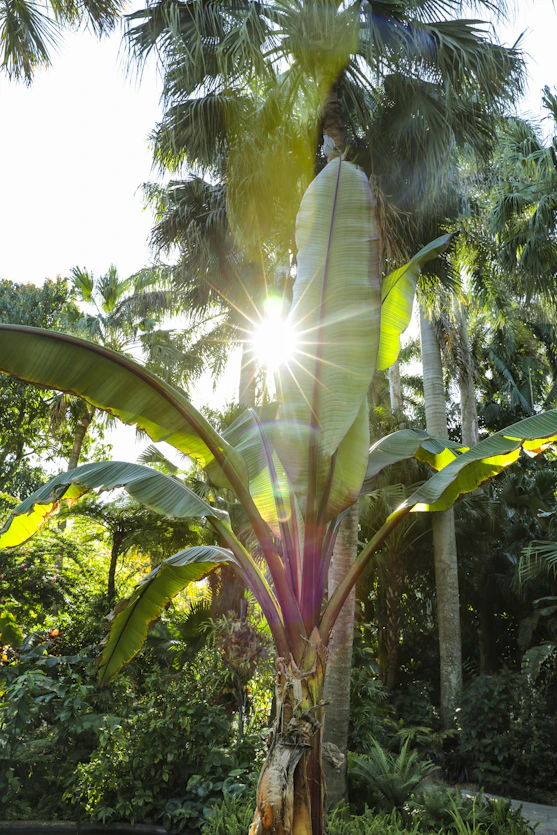 green banana tree during daytime