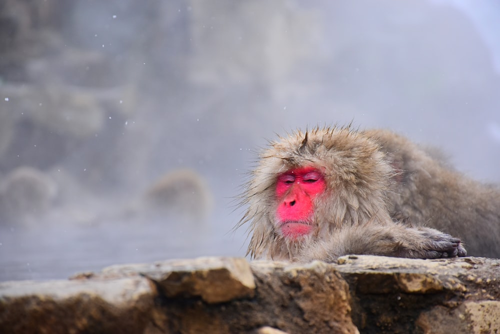 white monkey on brown rock