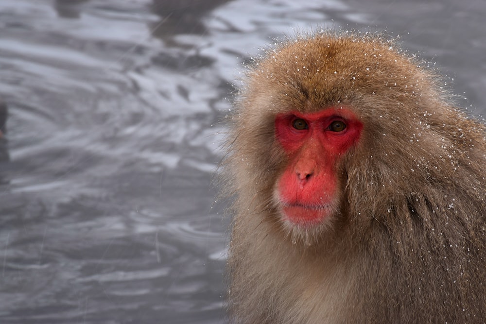 macaco marrom na fotografia de perto