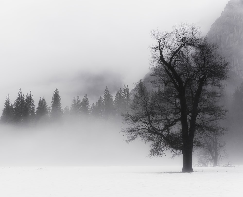 black bare tree on snow covered ground