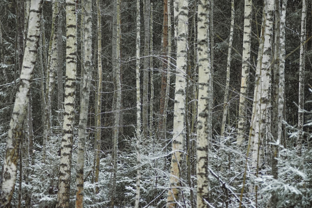 árboles cubiertos de nieve durante el día