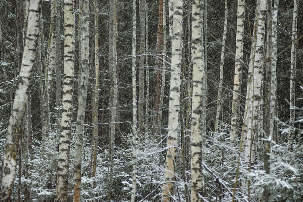 árvores cobertas de neve durante o dia