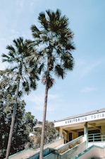 Tall palm trees stand next to a building with signage reading 'AUDITORIUM TOYIB.' The sky is clear and blue, and there are additional trees in the background. The building features a staircase leading up to the entrance.