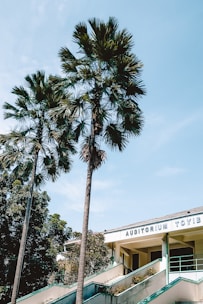 Tall palm trees stand next to a building with signage reading 'AUDITORIUM TOYIB.' The sky is clear and blue, and there are additional trees in the background. The building features a staircase leading up to the entrance.