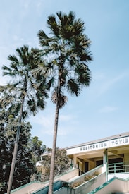 Tall palm trees stand next to a building with signage reading 'AUDITORIUM TOYIB.' The sky is clear and blue, and there are additional trees in the background. The building features a staircase leading up to the entrance.