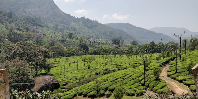 A lush, green landscape featuring rolling hills covered with well-organized tea plantations. Trees intersperse the plantations, and distant mountains are visible under a clear, partly cloudy sky.