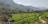 A lush, green landscape featuring rolling hills covered with well-organized tea plantations. Trees intersperse the plantations, and distant mountains are visible under a clear, partly cloudy sky.
