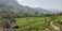 A lush, green landscape featuring rolling hills covered with well-organized tea plantations. Trees intersperse the plantations, and distant mountains are visible under a clear, partly cloudy sky.