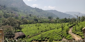 A lush, green landscape featuring rolling hills covered with well-organized tea plantations. Trees intersperse the plantations, and distant mountains are visible under a clear, partly cloudy sky.