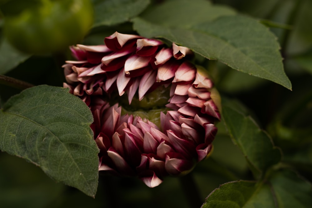 pink and white flower in macro lens photography