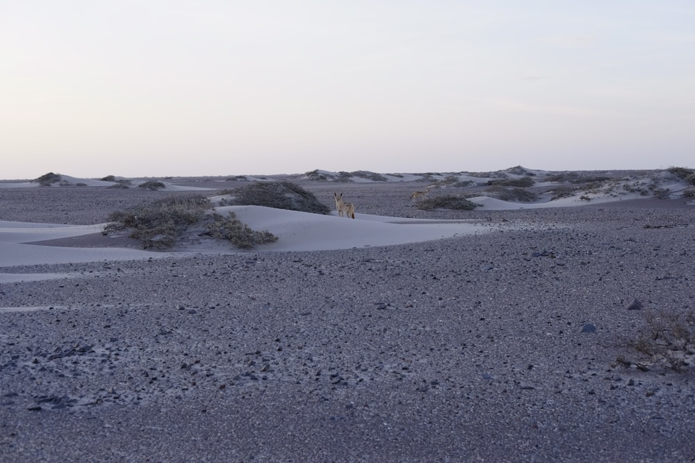 person walking on white sand beach during daytime