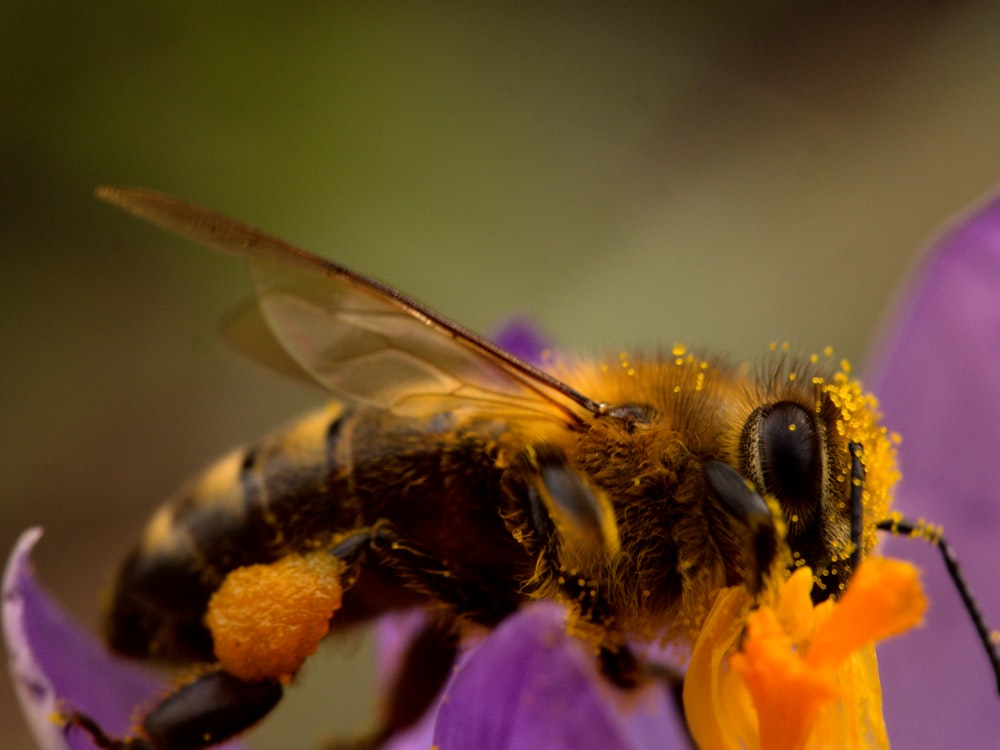 yellow and black bee on pink flower