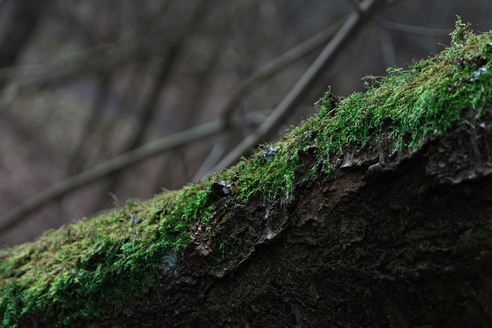 green moss on brown tree trunk