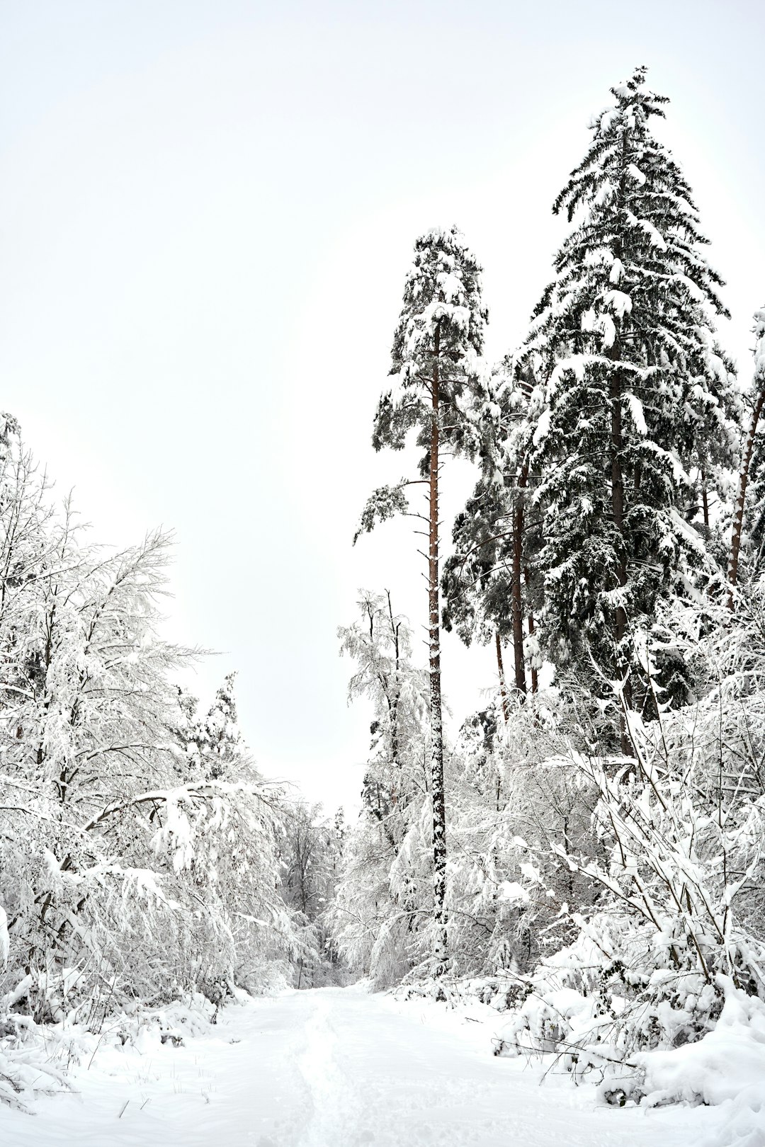 snow covered trees during daytime