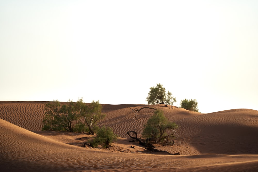 green trees on brown sand during daytime