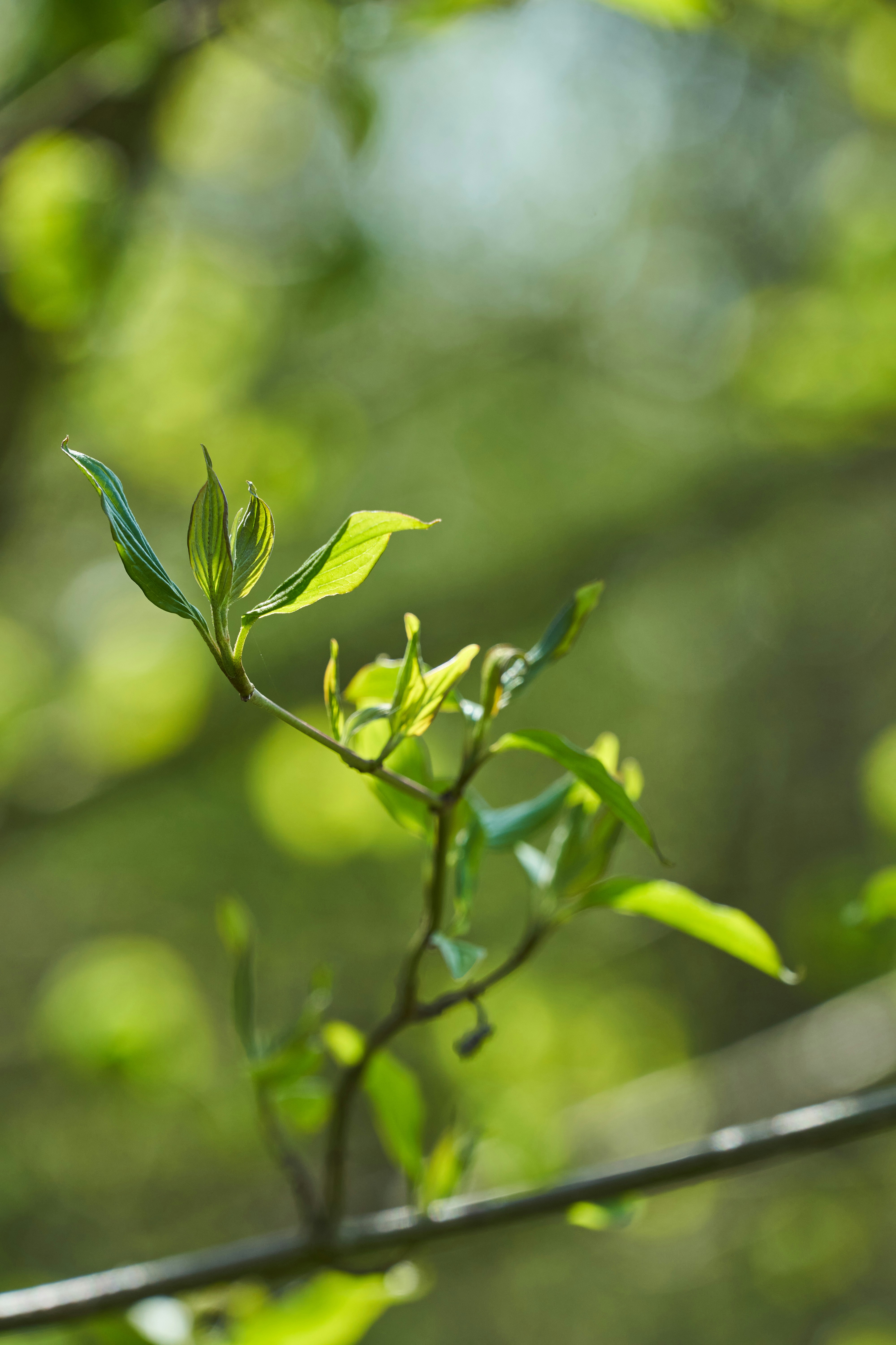 Photo by wolfgang_hasselmann