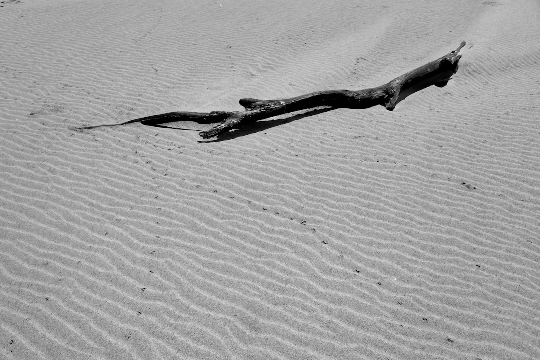 black and white tree branch on white sand