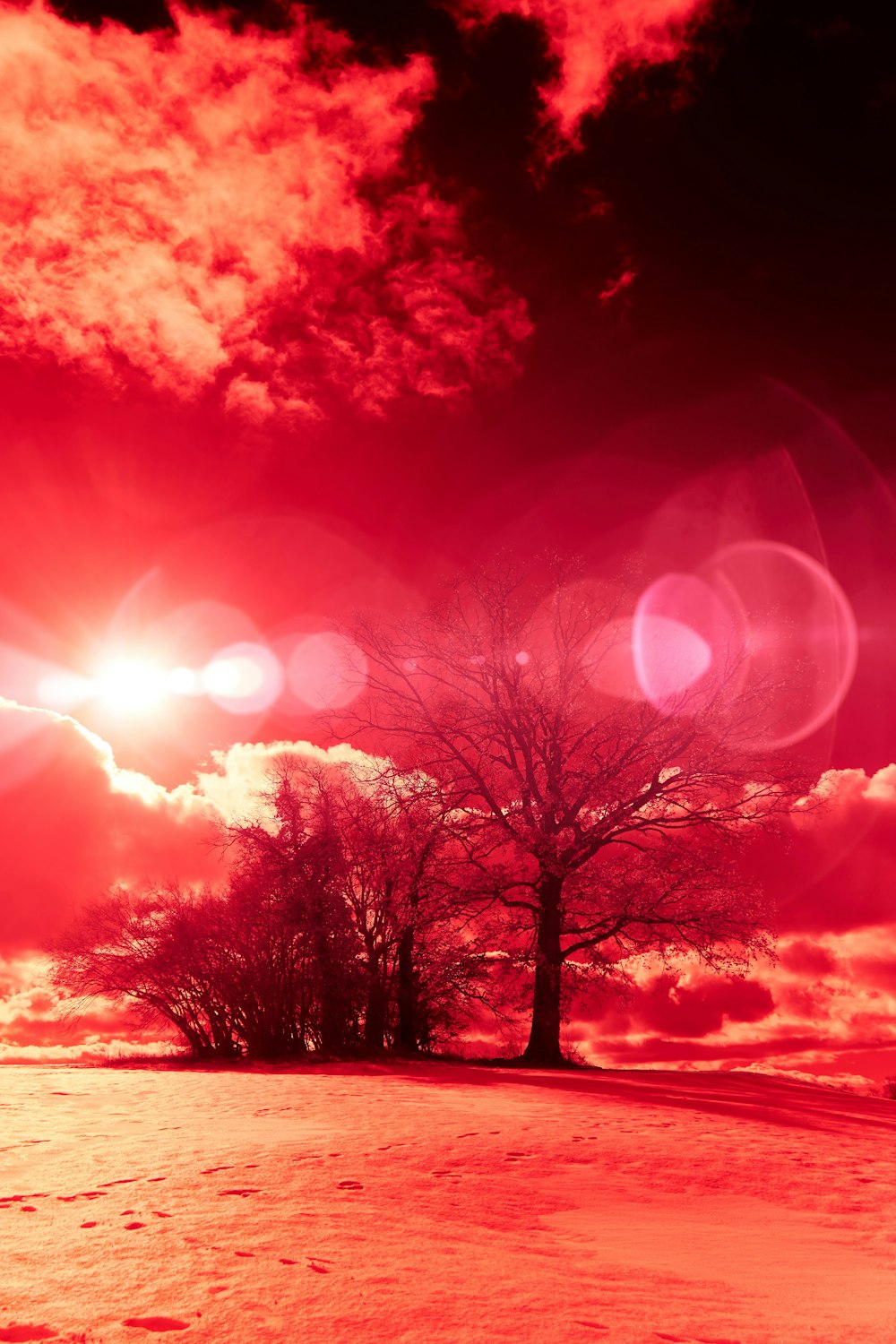 leafless tree under red sky