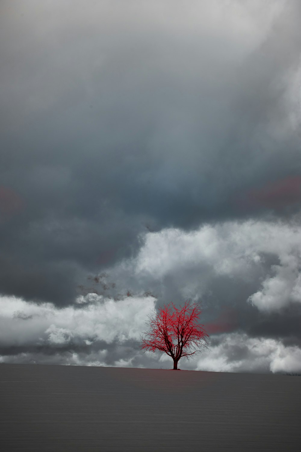 leafless tree under gray clouds