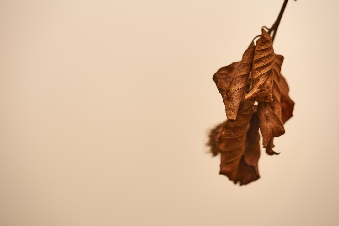 brown dried leaf on white surface