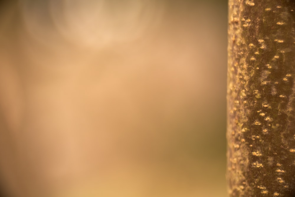 brown tree trunk in close up photography