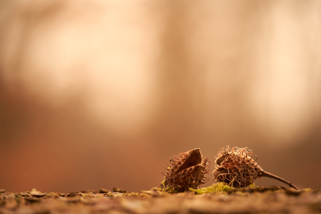 brown plant on brown soil