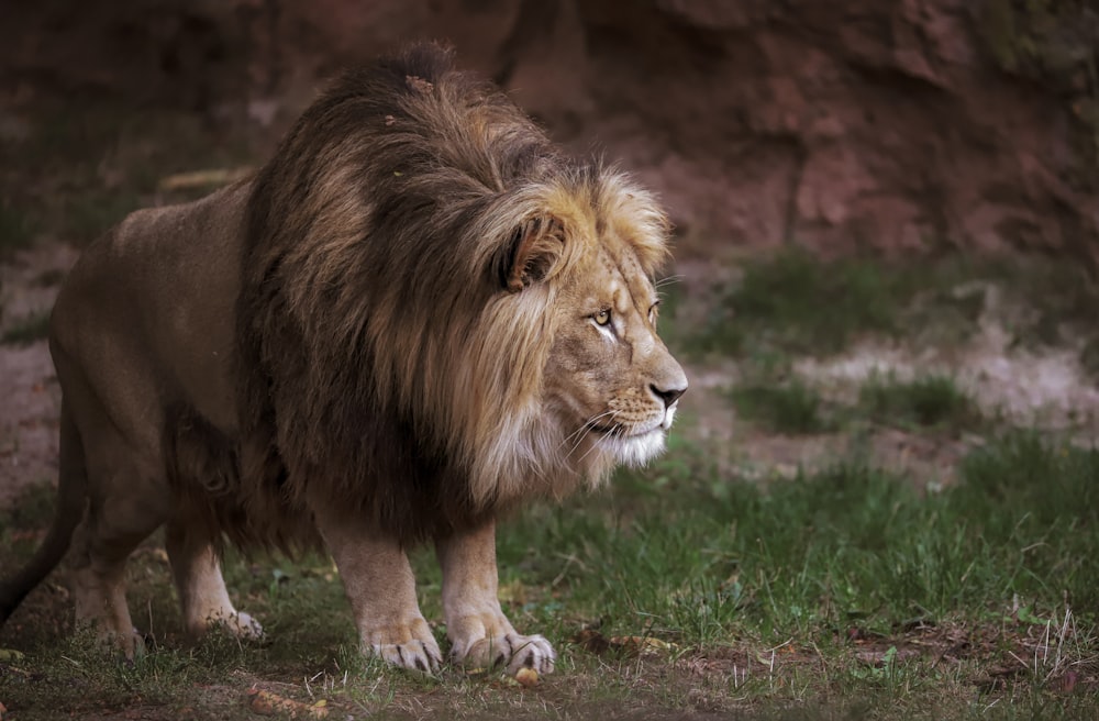 lion on green grass field during daytime