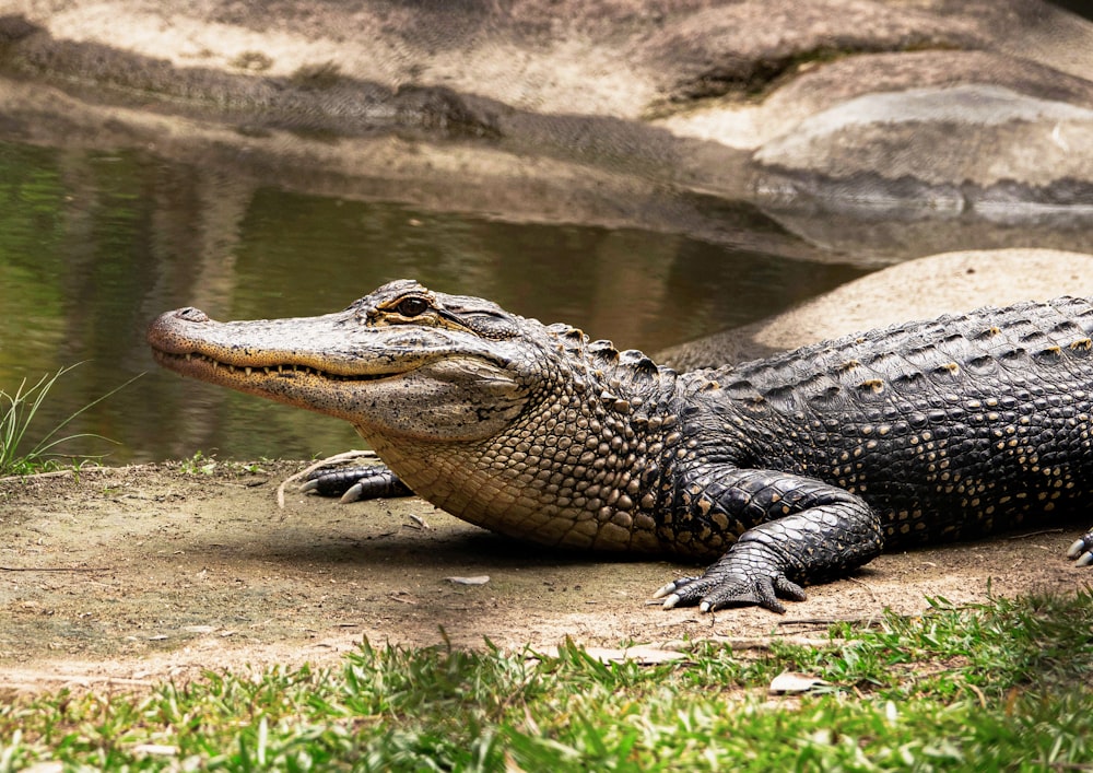 crocodile noir sur le plan d’eau pendant la journée