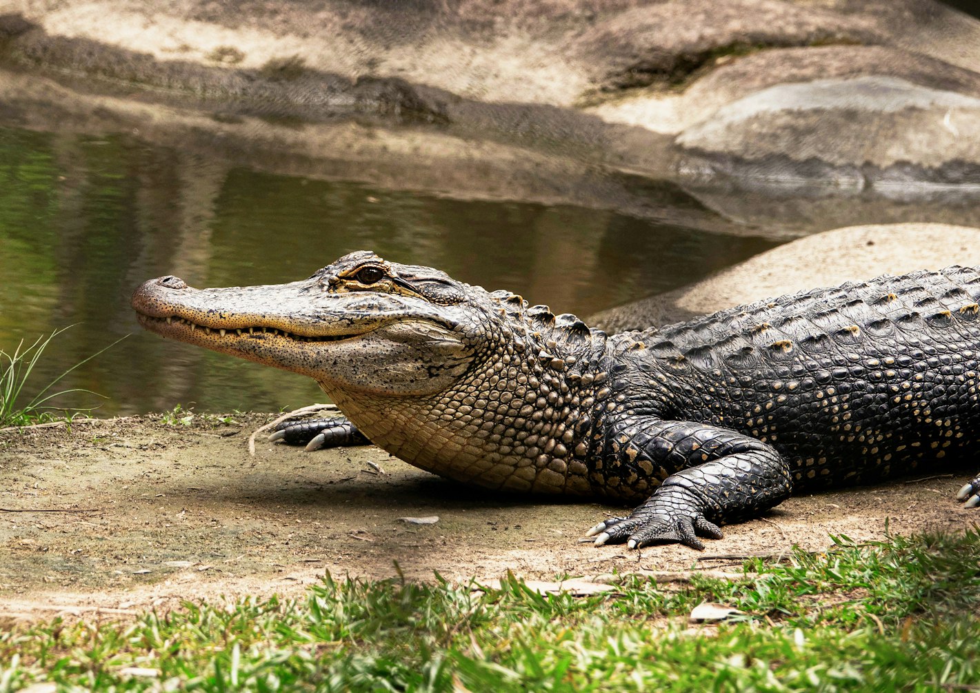 Conservation and threats  Crocodiles