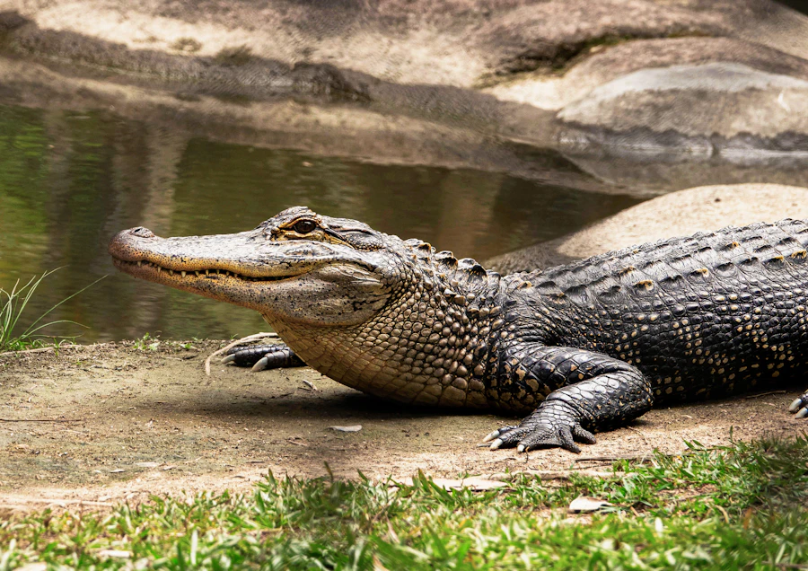 Alligator resting near water at a Florida wildlife attraction