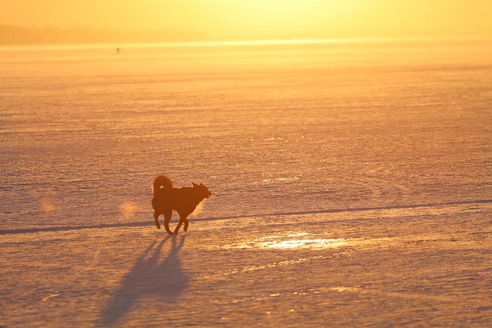 silhouette of dog on beach during sunset