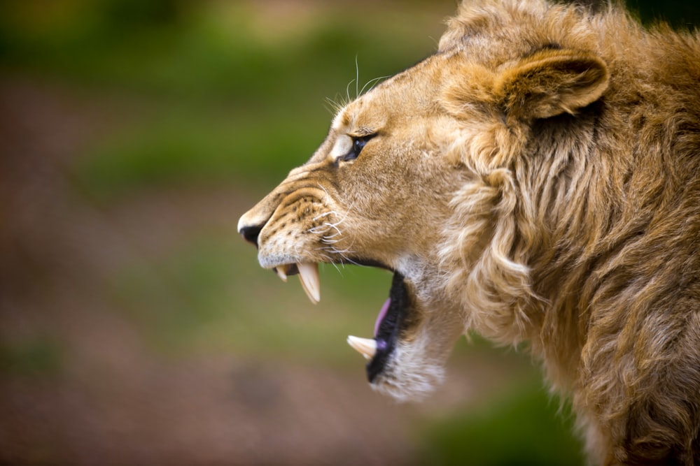 brown lion on green grass during daytime