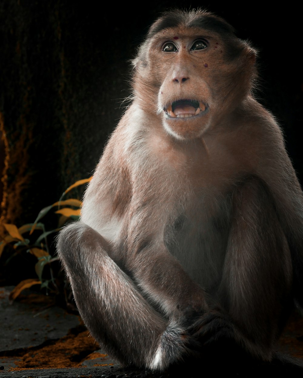 brown monkey sitting on tree branch