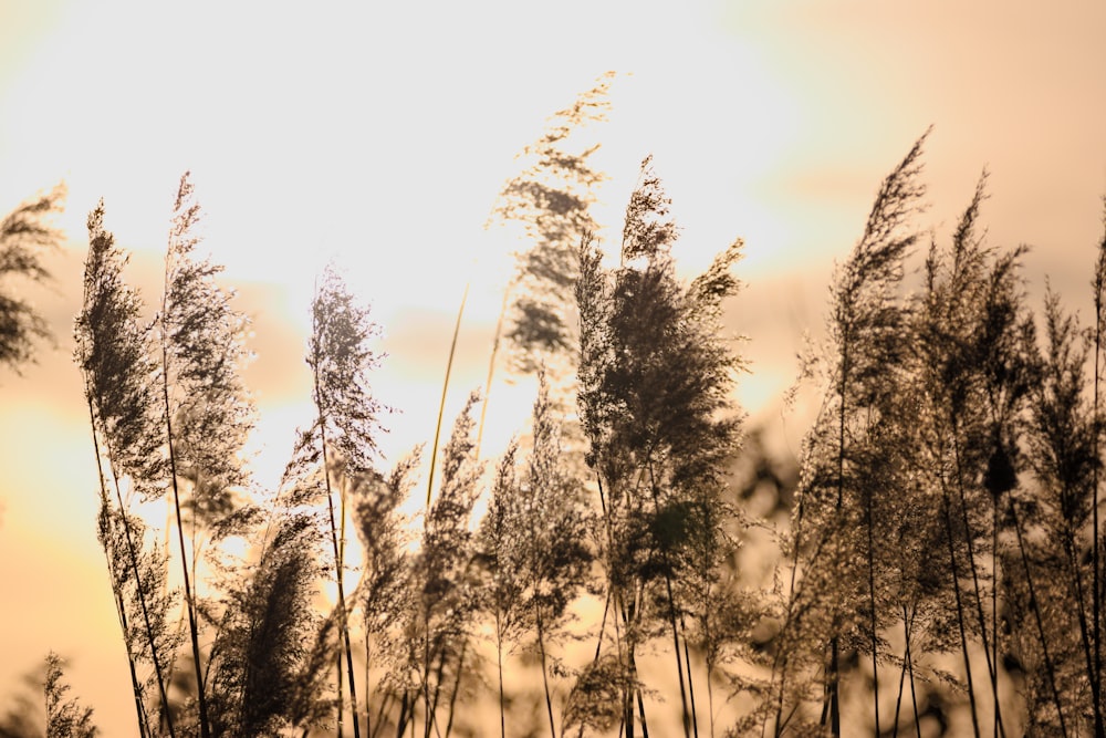 grayscale photo of trees during daytime