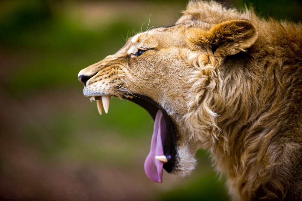 brown lion on green grass during daytime