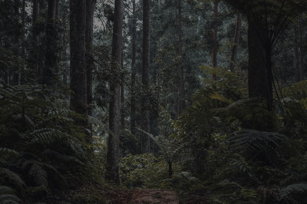 green trees on brown soil