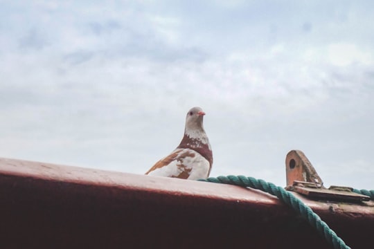 white and gray bird on brown wooden fence during daytime in St. Martin's Island Bangladesh