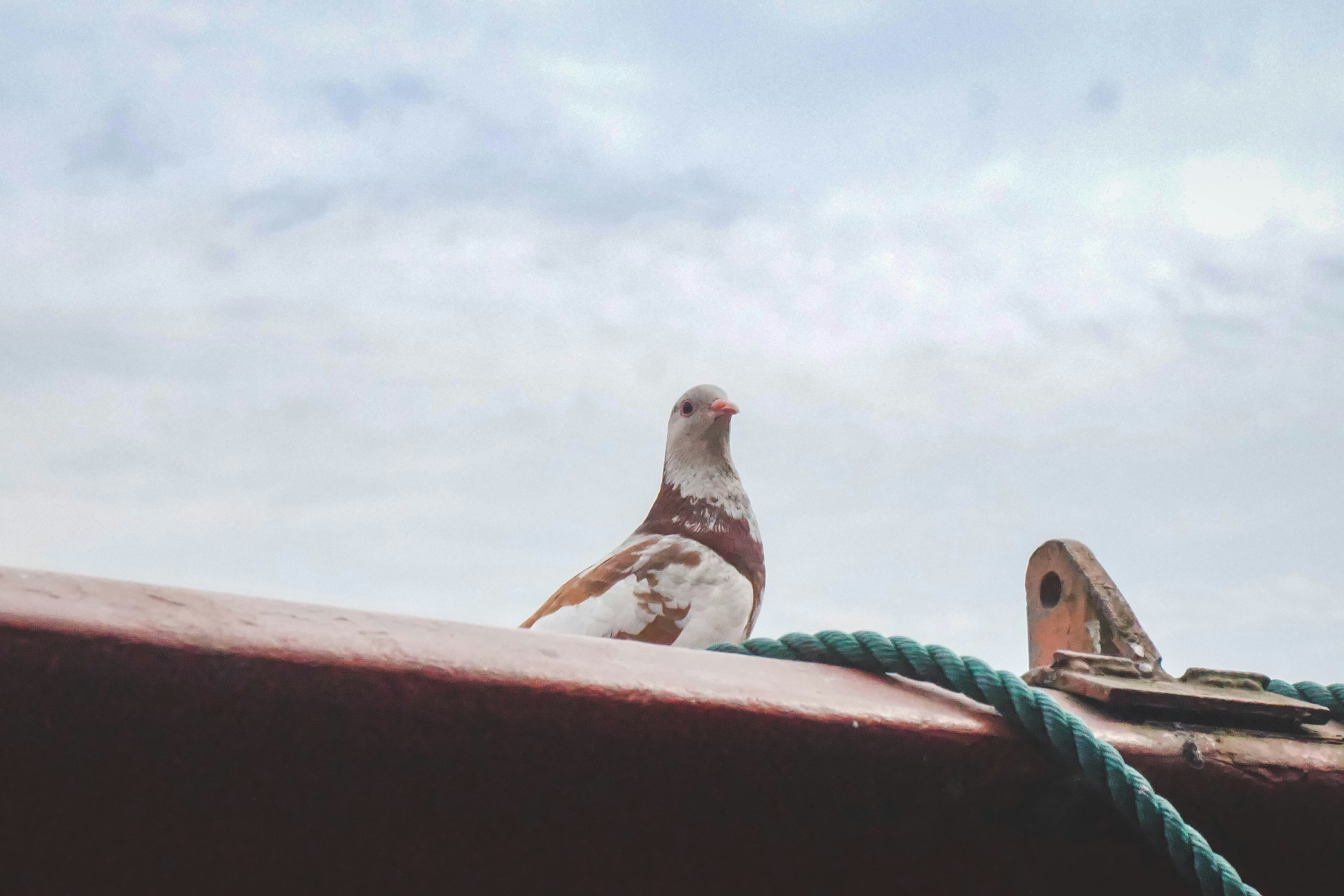 white and gray bird on brown wooden fence during daytime
