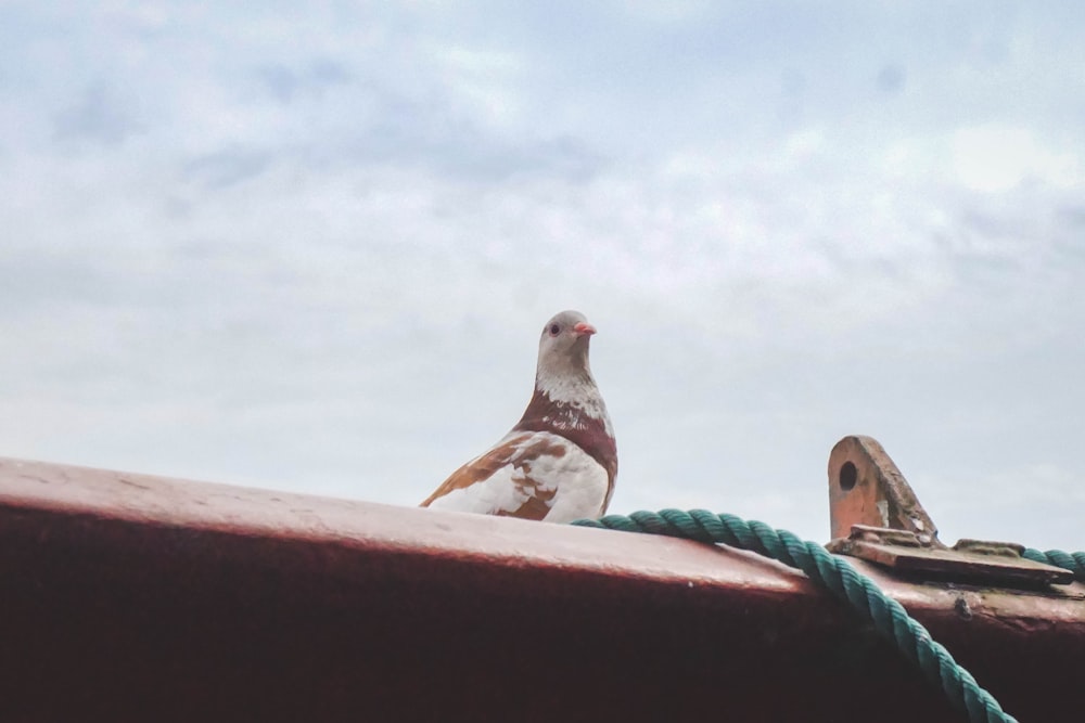 uccello bianco e grigio su staccionata di legno marrone durante il giorno