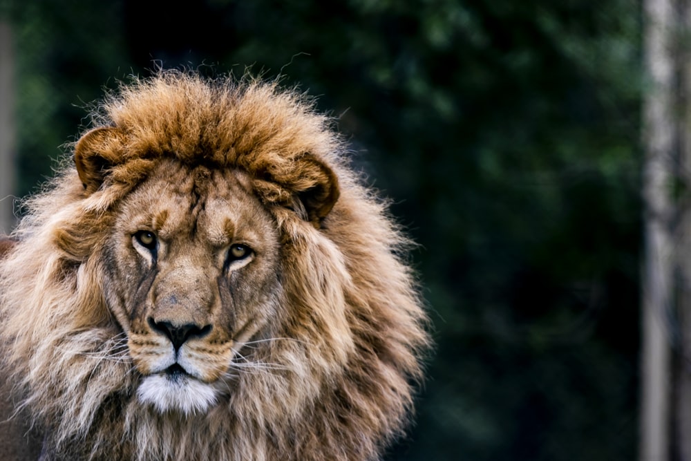 lion in close up photography