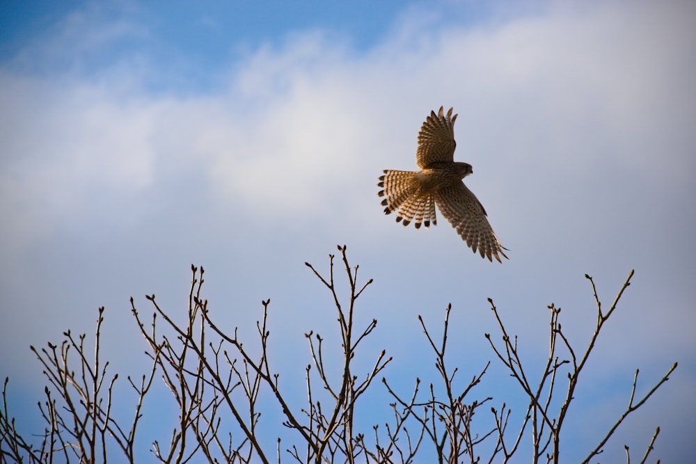 brown and white owl on bare tree under white clouds and blue sky during daytime